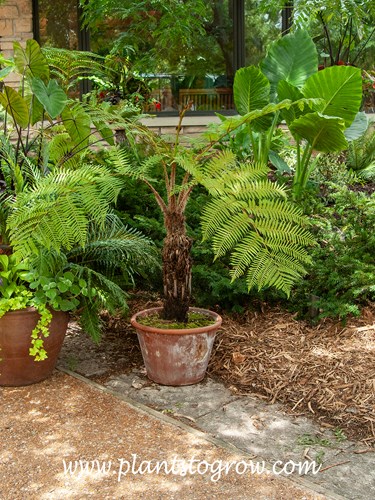 Australian Tree Fern (Cyanthea australis)